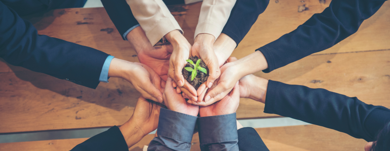 hands holding small plant 